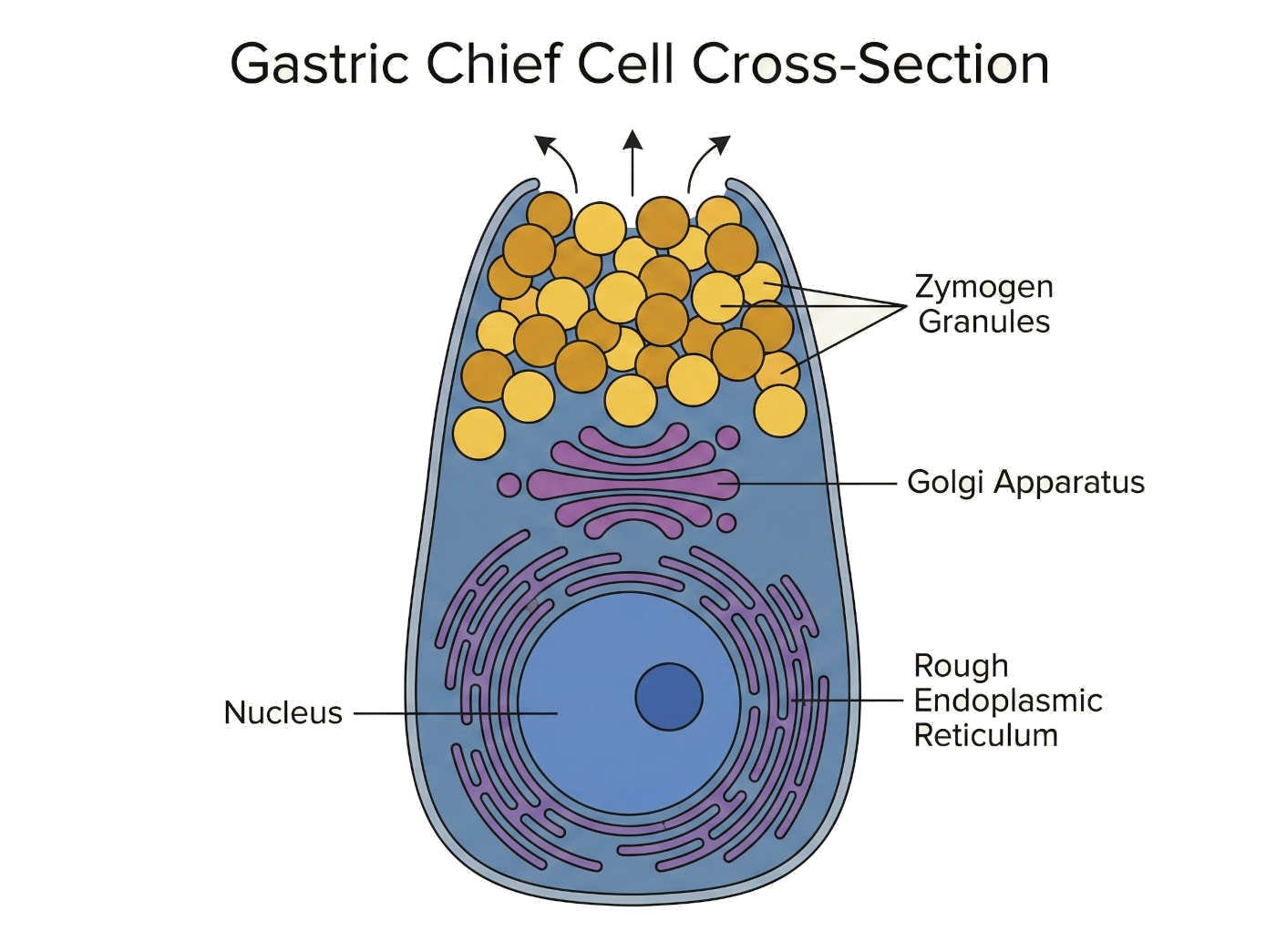 الخلايا الرئيسية (Chief Cells)