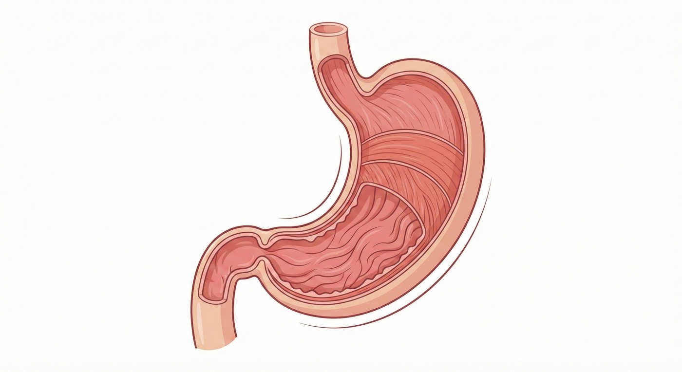 المعدة (Stomach)