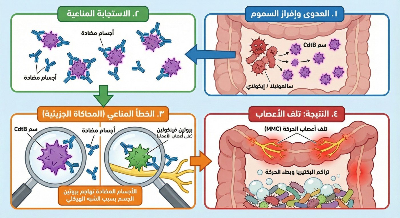 علاقة التسمم الغذائي وتلف أعصاب الأمعاء